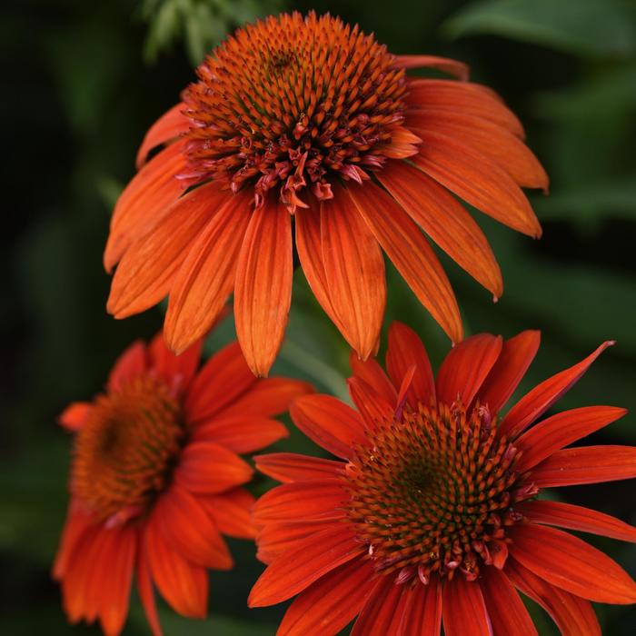Sombrero&reg; 'Fiesta Orange' - Echinacea (Coneflower) from Milmont Greenhouses