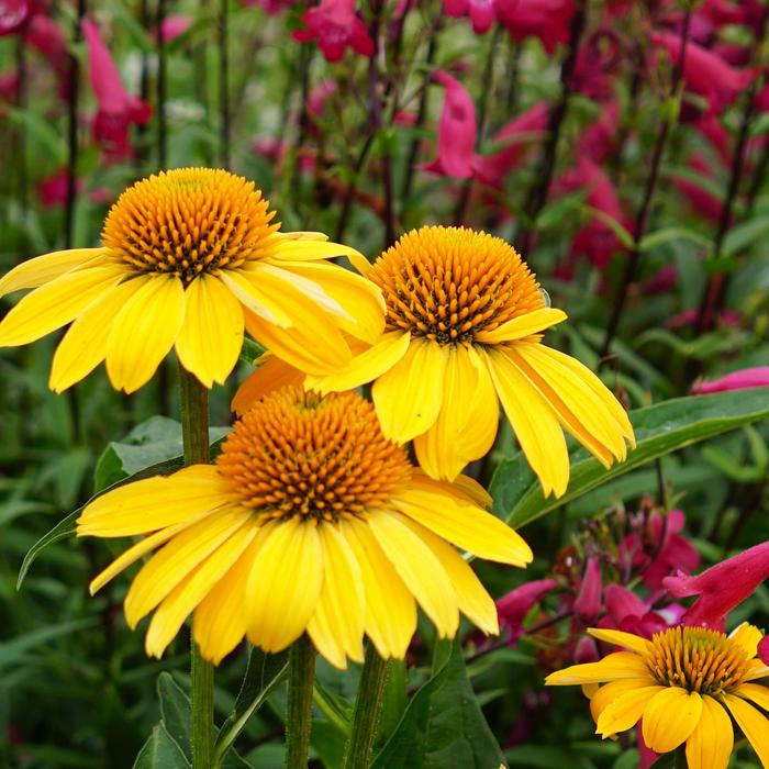 Sombrero&reg; 'Lemon Yellow' - Echinacea (Coneflower) from Milmont Greenhouses