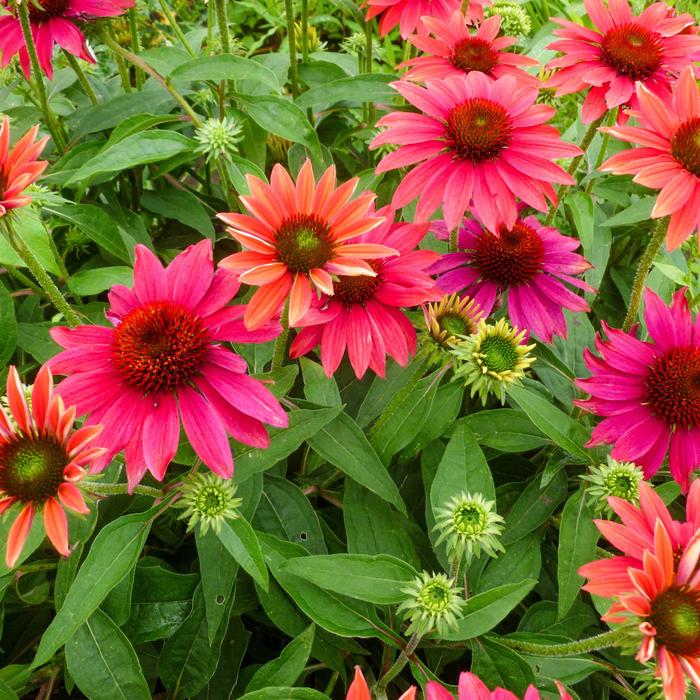 Sombrero&reg; 'Tres Amigos' - Echinacea (Coneflower) from Milmont Greenhouses