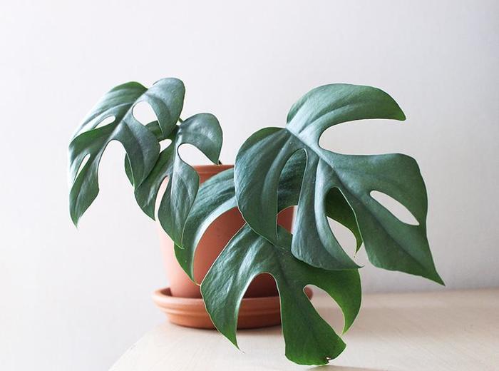 Mini Monstera - Rhaphidophora tetrasperma from Milmont Greenhouses