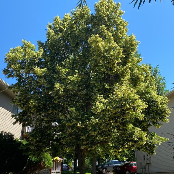 'Greenspire' Littleleaf Linden - Tilia cordata from Milmont Greenhouses