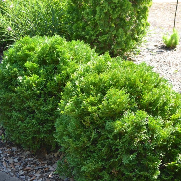 'Mr. Bowling Ball®' Arborvitae - Thuja occidentalis from Milmont Greenhouses