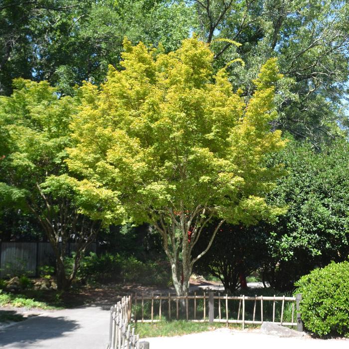 'Sango kaku' Japanese Maple - Acer palmatum from Milmont Greenhouses