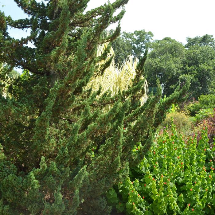 'Torulosa™' Hollywood Juniper - Juniperus chinensis from Milmont Greenhouses