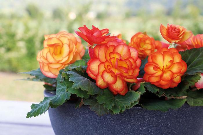Nonstop&reg; 'Fire' - Begonia x tuberhybrida (Tuberous Begonia) from Milmont Greenhouses