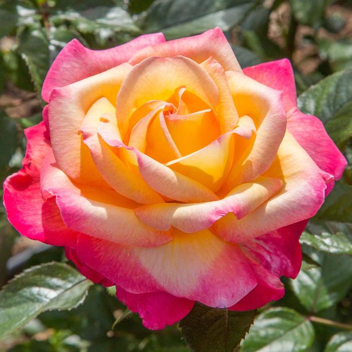 'Enchanted Peace&trade;' Rose - Rosa from Milmont Greenhouses