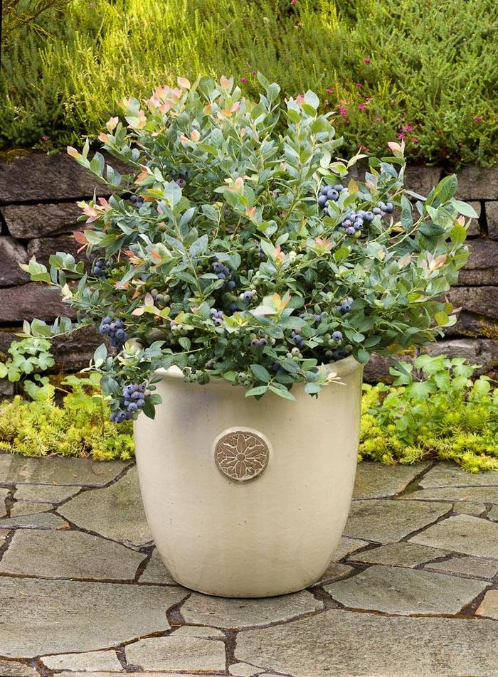 Bushel and Berry® 'Pink Icing®' - Vaccinium (Blueberry) from Milmont Greenhouses Bushel and Berry® 'Pink Icing®' - Vaccinium (Blueberry) from Milmont Greenhouses