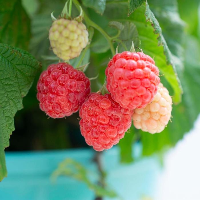 Raspberry - Rubus from Milmont Greenhouses
