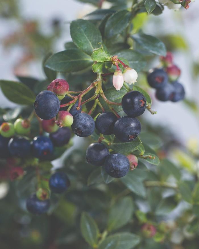 Bushel and Berry® 'Blueberry Buckle®' - Vaccinium (Blueberry) from Milmont Greenhouses