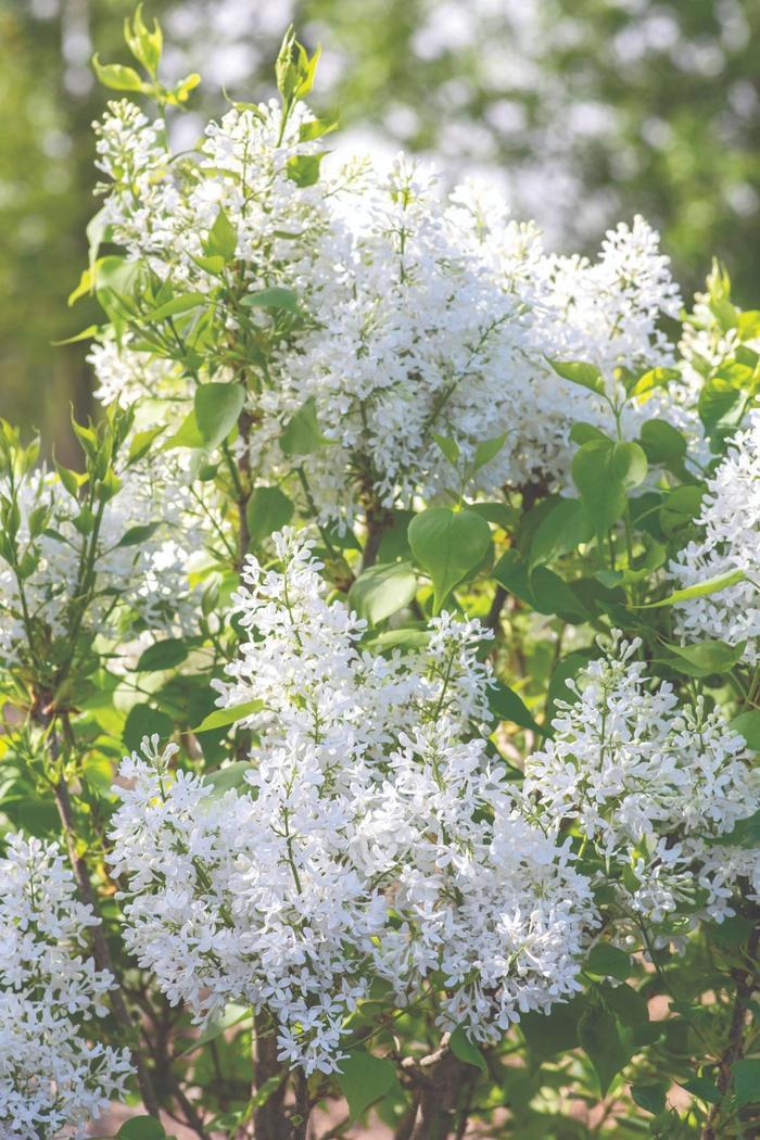 New Age™ White Lilac - Syringa vulgaris from Milmont Greenhouses New Age™ White Lilac - Syringa vulgaris from Milmont Greenhouses