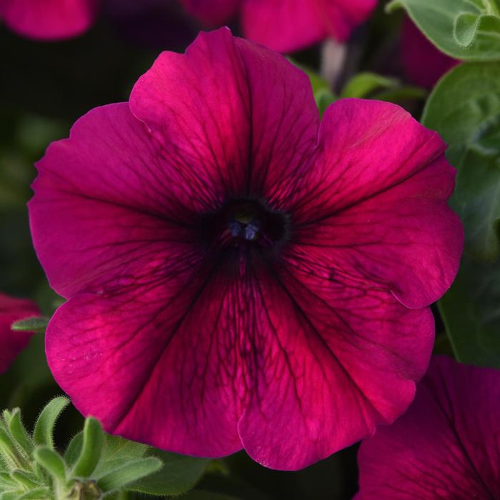 Madness® 'Burgundy' - Petunia from Milmont Greenhouses Madness® 'Burgundy' - Petunia from Milmont Greenhouses