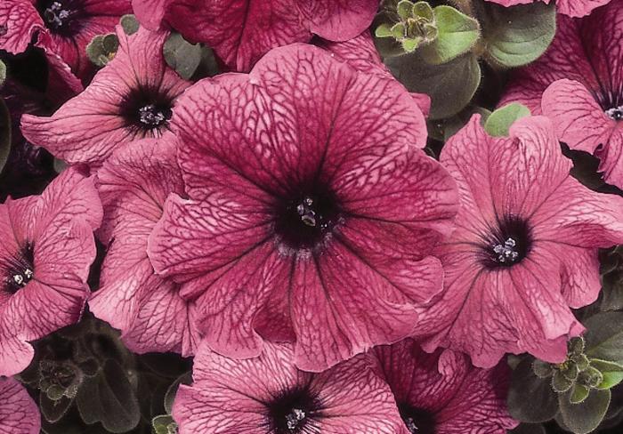 Madness® 'Plum' - Petunia from Milmont Greenhouses Madness® 'Plum' - Petunia from Milmont Greenhouses