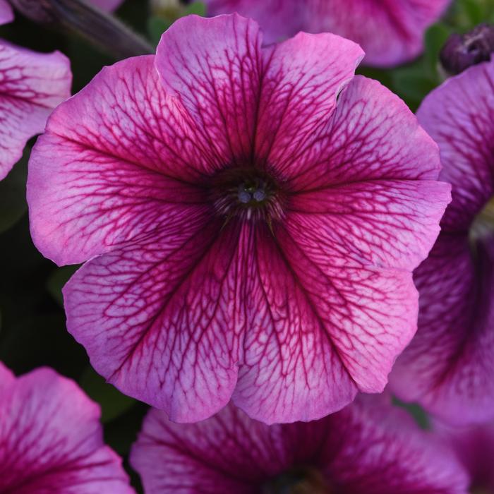 Madness® 'Sugar' - Petunia from Milmont Greenhouses Madness® 'Sugar' - Petunia from Milmont Greenhouses