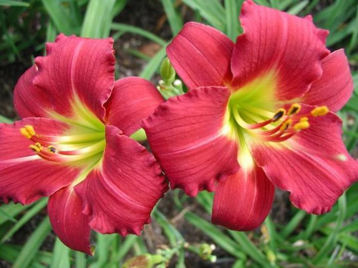 Ruby Stella Daylily - Hemerocallis 'Ruby Stella' (Daylily) from Milmont Greenhouses