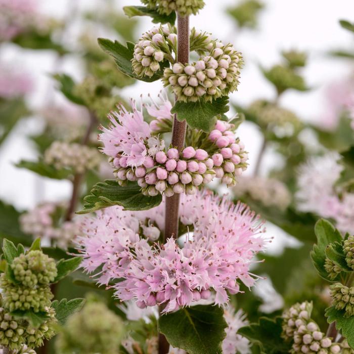 Pavilion&trade; 'Pink' - Caryopteris incana (Bluebeard) from Milmont Greenhouses