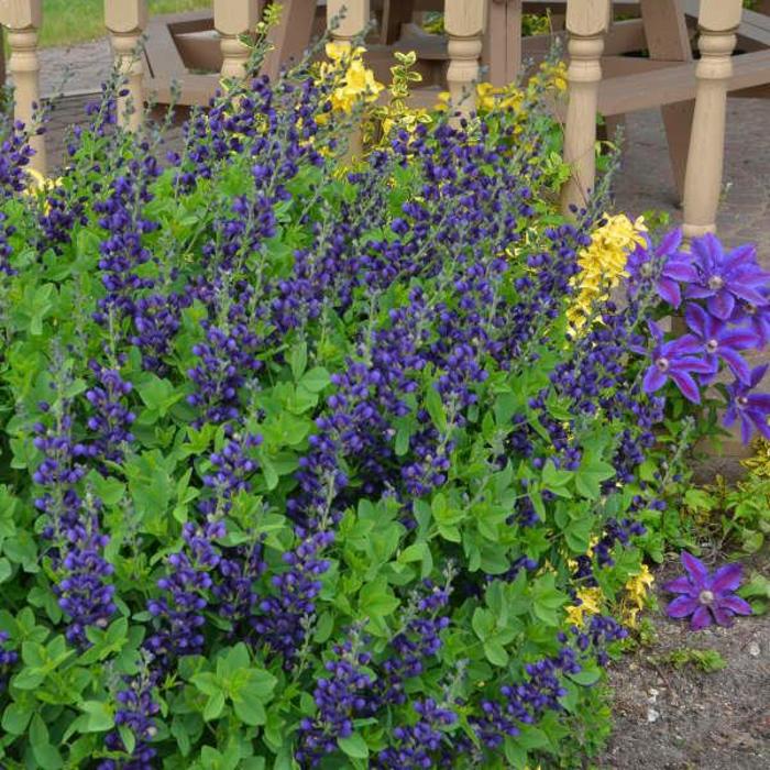 Baptisia Sparkling Sapphires