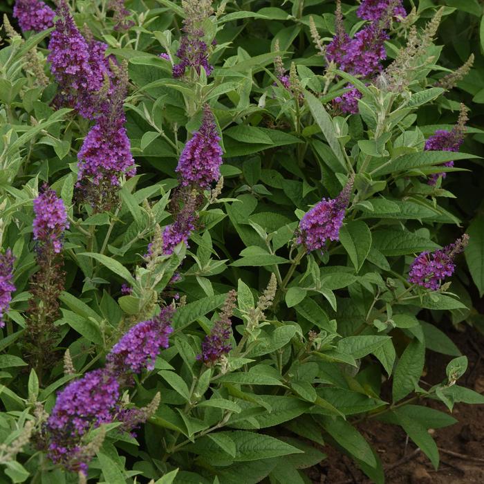 Chrysalis&trade; Blue - Buddleia davidii (Butterfly Bush) from Milmont Greenhouses