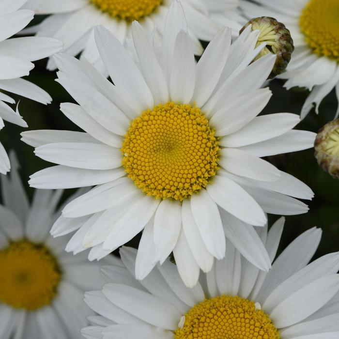 'Madonna' Shasta Daisy - Leucanthemum x superbum from Milmont Greenhouses