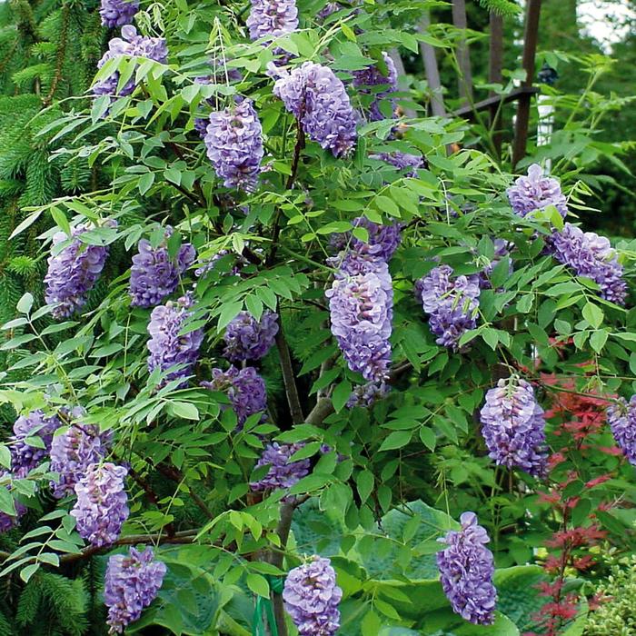 ''Amethyst Falls'' American Wisteria - Wisteria frutescens from Milmont Greenhouses