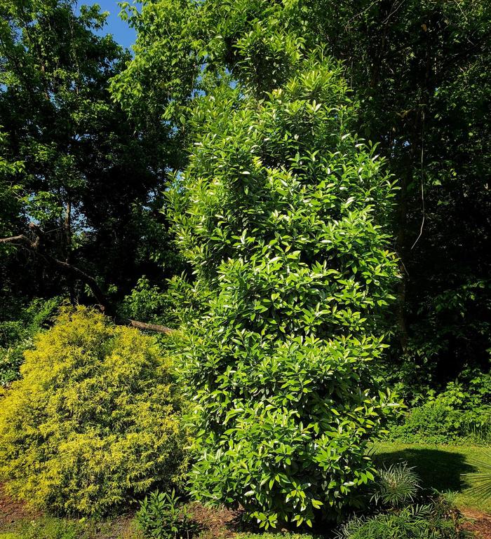 'Screen Play' Holly - Ilex integra x latifolia from Milmont Greenhouses 'Screen Play' Holly - Ilex integra x latifolia from Milmont Greenhouses
