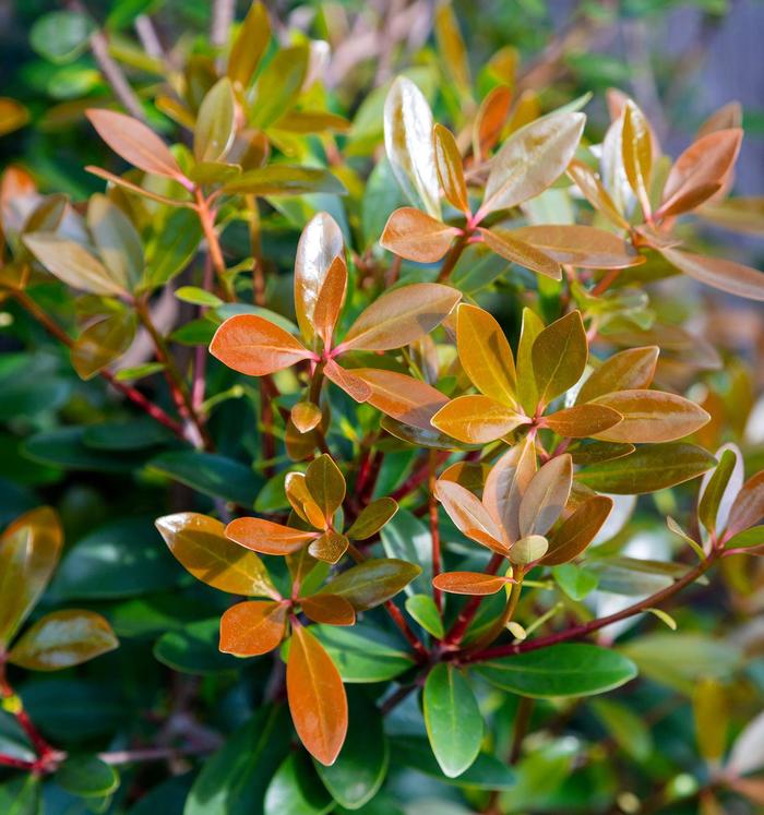 'Bronze Beauty™' Cleyera - Ternstroemia gymnanthera from Milmont Greenhouses 'Bronze Beauty™' Cleyera - Ternstroemia gymnanthera from Milmont Greenhouses