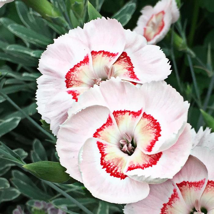 American Pie&reg; 'Georgia Peach Pie' - Dianthus allwoodii from Milmont Greenhouses