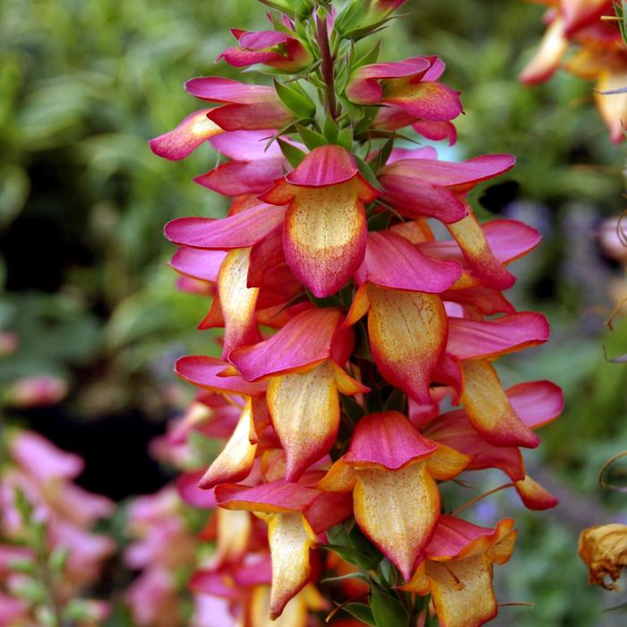 Illumination&reg; 'Flame' - Digiplexis (Tropical Foxglove) from Milmont Greenhouses