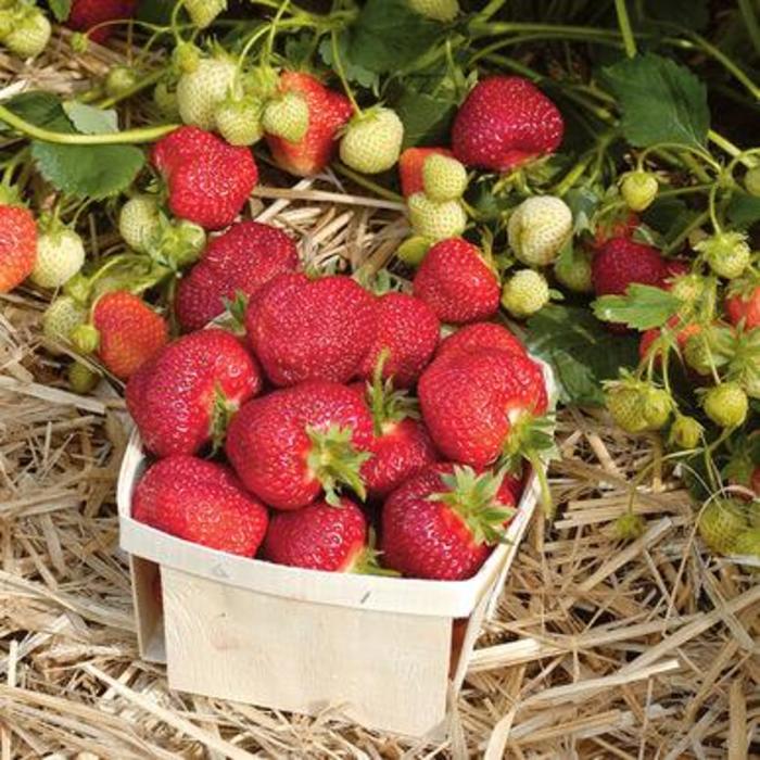 'Honeoye' Strawberry - Fragaria x ananassa from Milmont Greenhouses