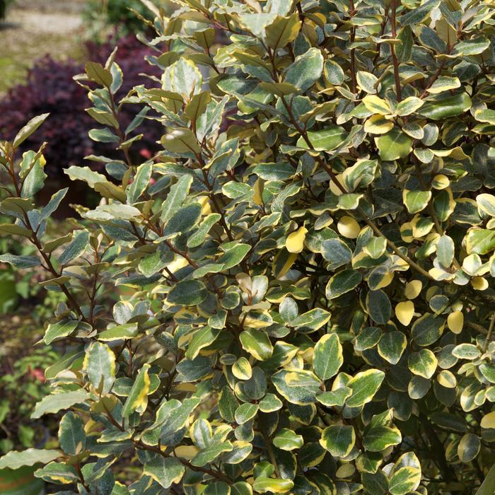 'Olive Martini™' Olive - Elaeagnus x ebbingei from Milmont Greenhouses 'Olive Martini™' Olive - Elaeagnus x ebbingei from Milmont Greenhouses