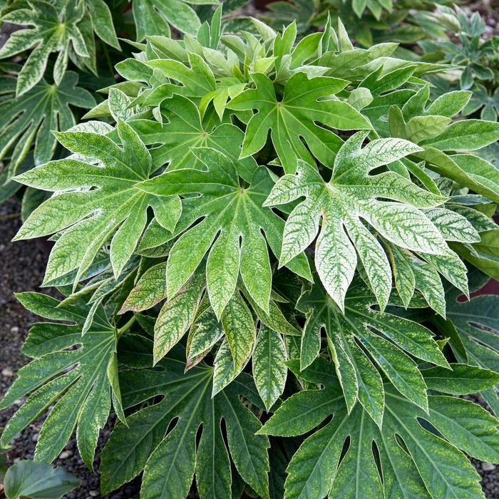 ''Spider''s Web'' Speckled Japanese Aralia - Fatsia japonica from Milmont Greenhouses