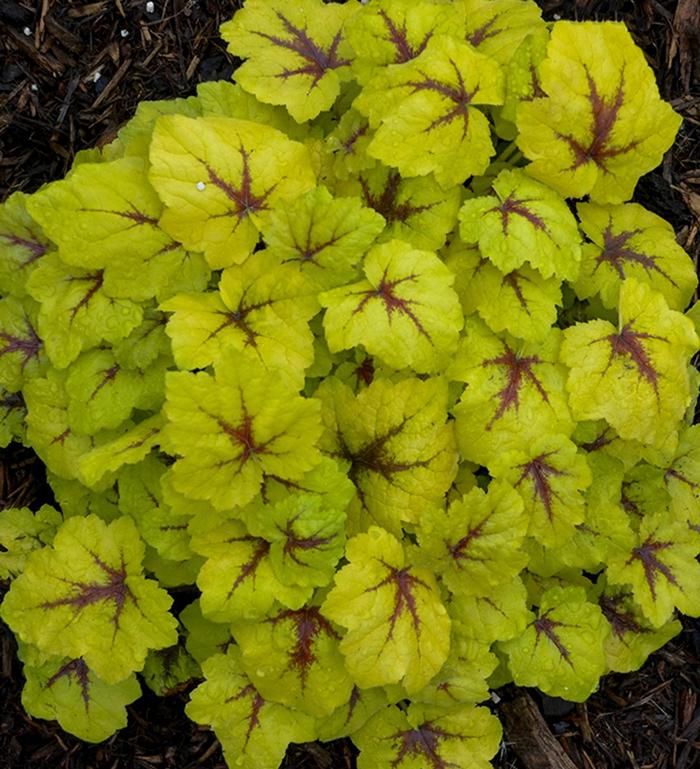 'Catching Fire' - Heucherella from Milmont Greenhouses