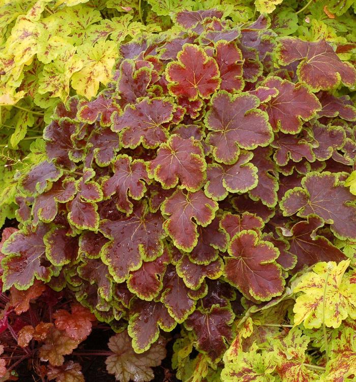 ''Solar Eclipse'' Foamy Bells - Heucherella from Milmont Greenhouses