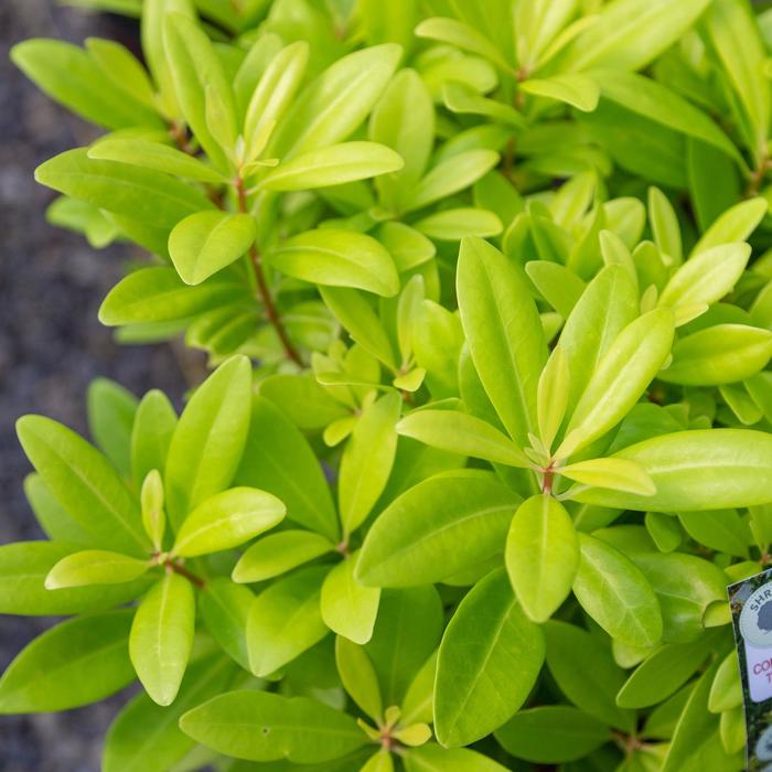 'Florida Sunshine' Florida Anise - Illicium parviflorum from Milmont Greenhouses