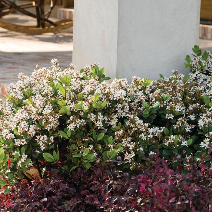'Spring Sonata™' Indian Hawthorne - Rhaphiolepis indica from Milmont Greenhouses