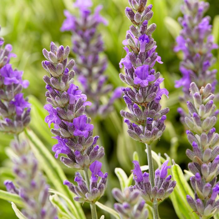 'Platinum Blonde™' Lavender - Lavandula angustifolia from Milmont Greenhouses 'Platinum Blonde™' Lavender - Lavandula angustifolia from Milmont Greenhouses