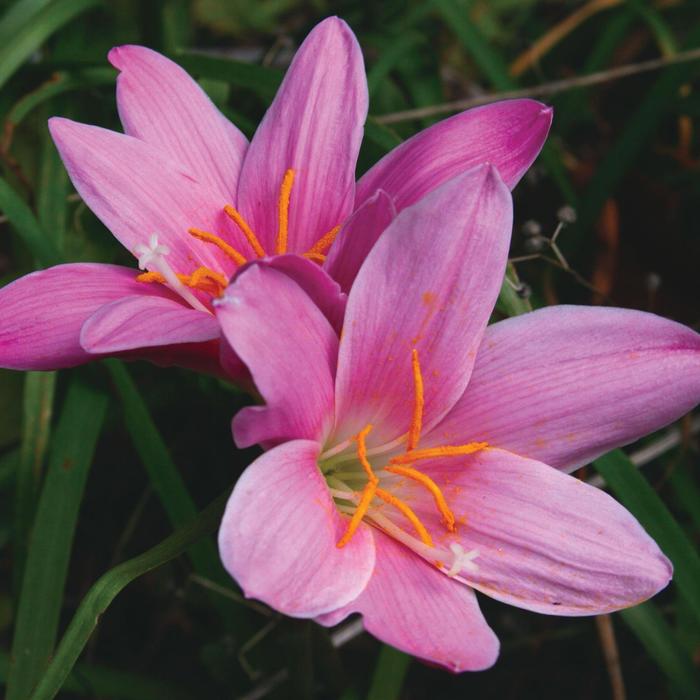 'Pink Rain' Rain Lily - Zephyranthes from Milmont Greenhouses
