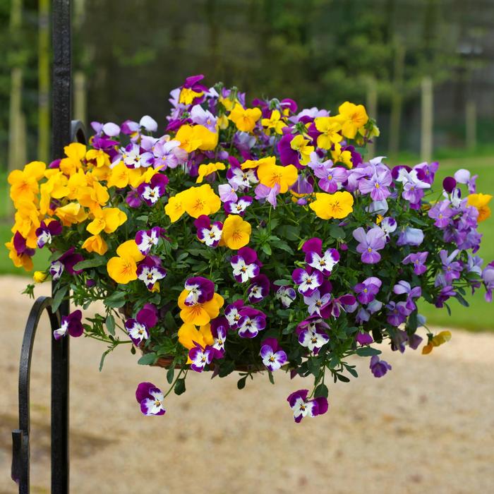 Freefall™ 'Mix' - Viola x wittrockiana (Pansy) from Milmont Greenhouses Freefall™ 'Mix' - Viola x wittrockiana (Pansy) from Milmont Greenhouses