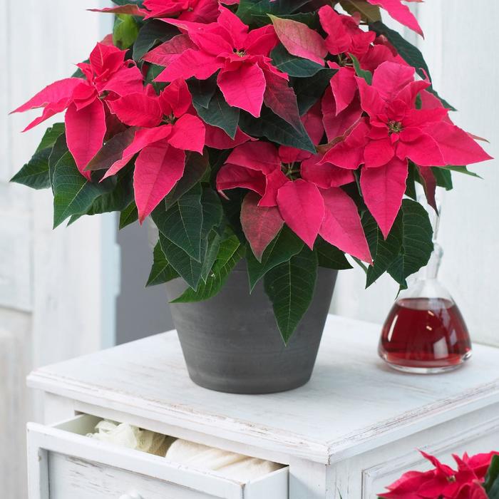 Princettia® Dark Pink - Euphorbia pulcherrima (Poinsettia) from Milmont Greenhouses