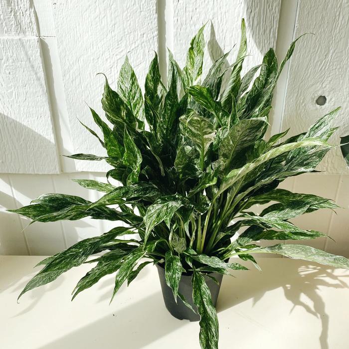 'Domino' Peace Lily - Spathiphyllum from Milmont Greenhouses