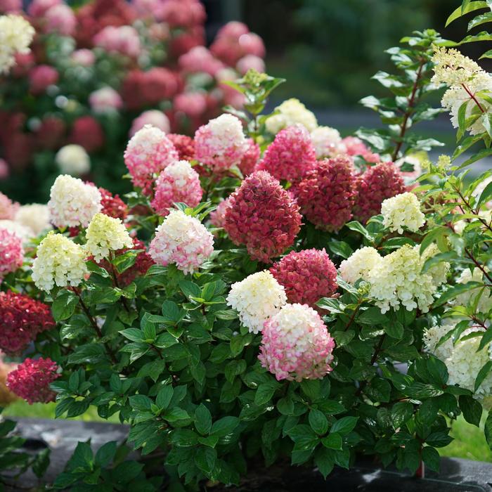 'Little Lime Punch™' Panicle Hydrangea - Hydrangea paniculata from Milmont Greenhouses