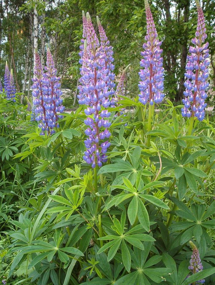 Gallery Blue Lupine - Lupinus polyphyllus 'Gallery Blue' (Lupine) from Milmont Greenhouses Gallery Blue Lupine - Lupinus polyphyllus 'Gallery Blue' (Lupine) from Milmont Greenhouses