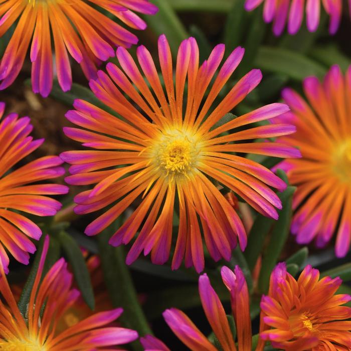 Ocean Sunset&trade; 'Orange Glow' - Delosperma (Ice Plant) from Milmont Greenhouses