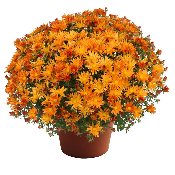 'Tracy™ Orange' Garden Mum - Chrysanthemum x morifolium from Milmont Greenhouses 'Tracy™ Orange' Garden Mum - Chrysanthemum x morifolium from Milmont Greenhouses