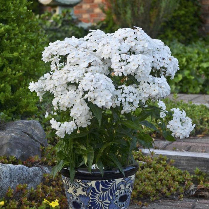 Opening Act White Phlox - Phlox 'Opening Act White' PP27461, Can PBRAF (Phlox) from Milmont Greenhouses