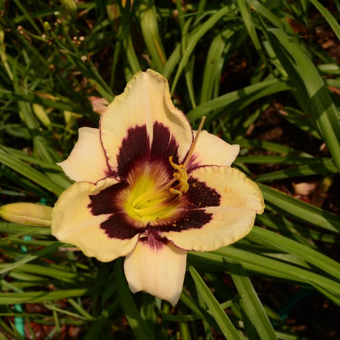 Moonlit Masquerade Daylily - Hemerocallis 'Moonlit Masquerade' (Daylily) from Milmont Greenhouses Moonlit Masquerade Daylily - Hemerocallis 'Moonlit Masquerade' (Daylily) from Milmont Greenhouses