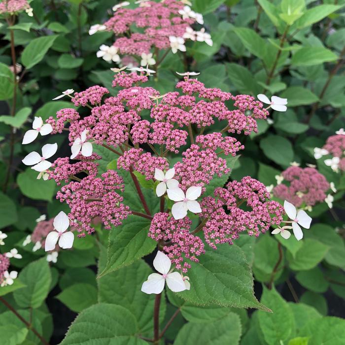 Smooth Hydrangea - Hydrangea arborescens ssp radiata from Milmont Greenhouses