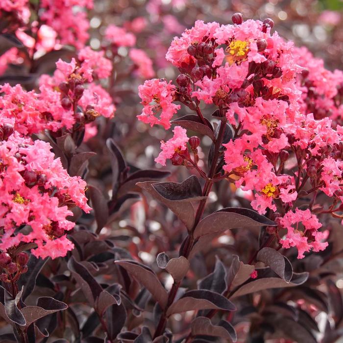 Center Stage® 'Coral' - Lagerstroemia indica (Crapemyrtle) from Milmont Greenhouses