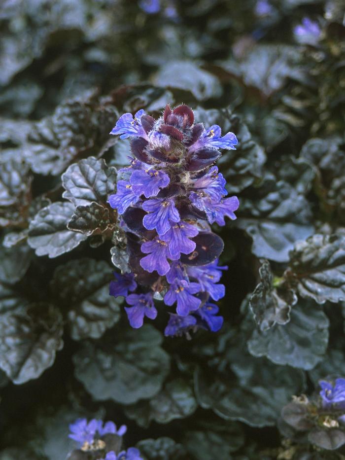 Walberton's® Black Scallop - Ajuga reptans 'Black Scallop' PP15815 (Bugleweed) from Milmont Greenhouses Walberton's® Black Scallop - Ajuga reptans 'Black Scallop' PP15815 (Bugleweed) from Milmont Greenhouses
