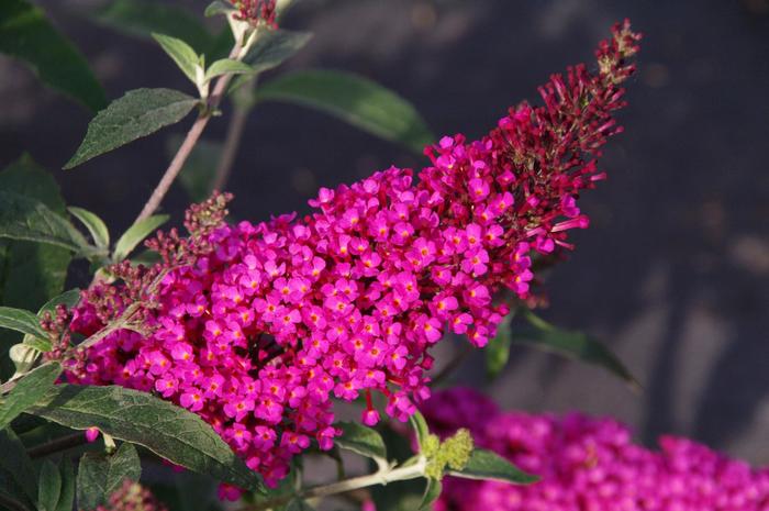 Buzz&trade; 'Hot Raspberry' - Buddleia davidii (Butterfly Bush) from Milmont Greenhouses