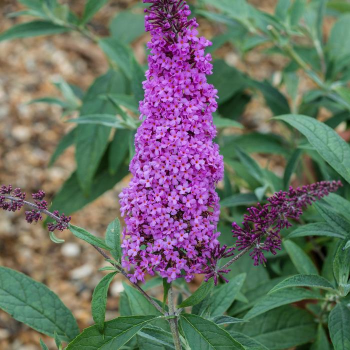 Buzz&reg; 'Magenta Improved' - Buddleia davidii (Butterfly Bush) from Milmont Greenhouses